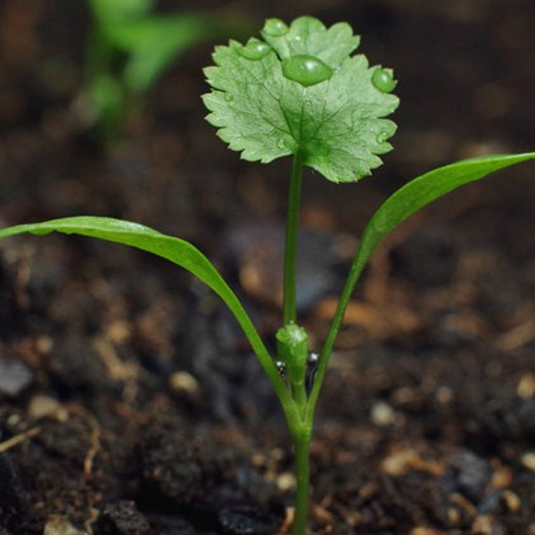 groeipotlood met zaden – koriander